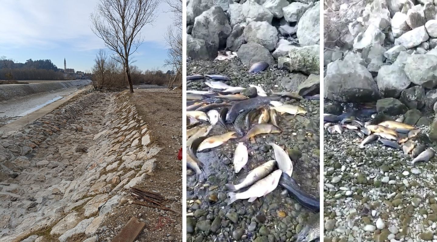 Copertina per Il fiume Isonzo senza acqua, moria di pesci a causa della siccità